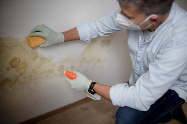 Best Attic Mold Remediation in Channel Lake, IL