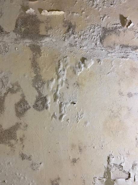 Best DIY Mold Remediation Support Services in Channel Lake, IL