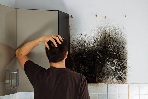 Trusted Channel Lake, IL Mold Remediation Experts